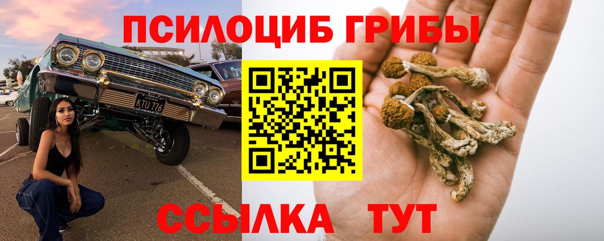 где купить наркотик  Вход с VPN  Майкоп  Галлюциногенные грибы прущие грибы 